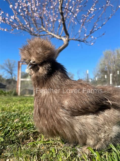 silkie chicks for sale sexed|Feather Lover Farms .